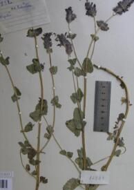 異色荊芥 異色荊芥