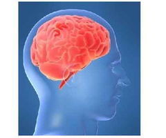 基因記憶酶 基因記憶酶