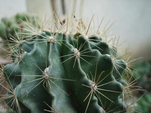 （圖）用了近攝鏡