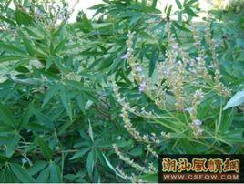 獨葉埔姜 獨葉埔姜