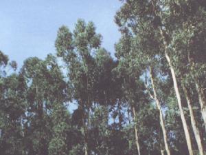 西尚林居 西尚林居