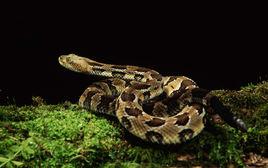 爬行動物[爬行綱動物的統稱]