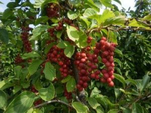 鳳慶南五味子 鳳慶南五味子