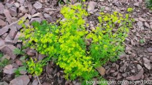 錐腺大戟 錐腺大戟