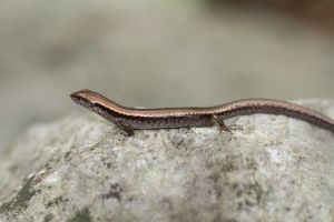 寧波滑蜥 寧波滑蜥