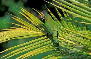 橙頂錐尾鸚鵡墨西哥西部亞種