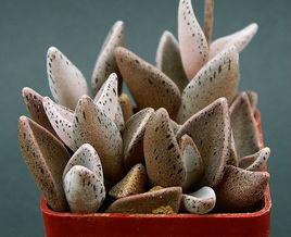 京鹿之子 京鹿之子