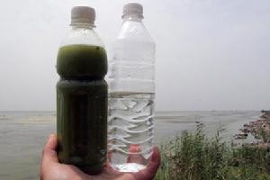 從安徽巢湖取的藍藻水樣（左）與飲用水對比