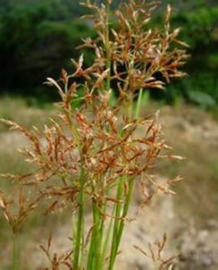 矮扁鞘飄拂草 矮扁鞘飄拂草