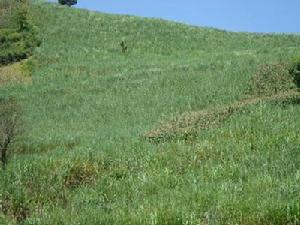 塘子寨自然村自然資源-耕地