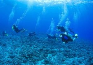 莫洛基尼島杯形珊瑚 莫洛基尼島杯形珊瑚