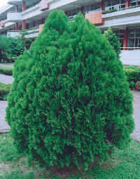 黃金側柏 黃金側柏