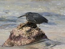 綠鷺加島亞種外形特徵