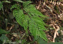 山東耳蕨 山東耳蕨