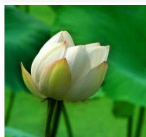 白稈白蓮瓣素 白稈白蓮瓣素