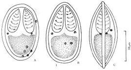 粘孢子蟲綱 粘孢子蟲綱