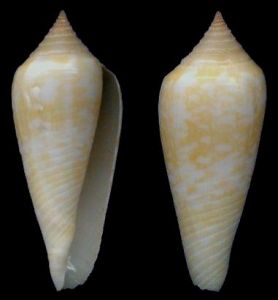 蓮娜氏芋螺 蓮娜氏芋螺