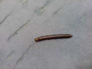 爬蟲[漢語詞語]