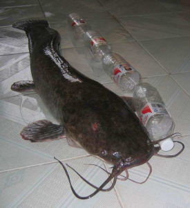 大塘虱魚 大塘虱魚