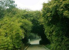 膜葉土蜜樹 膜葉土蜜樹