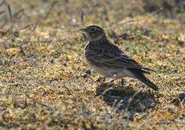 雲雀東北亞種 雲雀東北亞種
