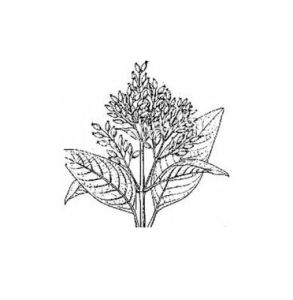 保亭耳草 保亭耳草