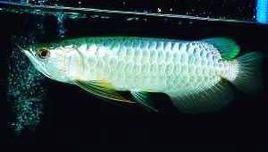 藍過背金龍 藍過背金龍