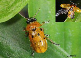 長腳八星筒金花蟲 長腳八星筒金花蟲