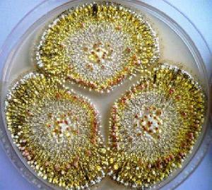 黴菌毒素物理脫毒 黴菌毒素物理脫毒