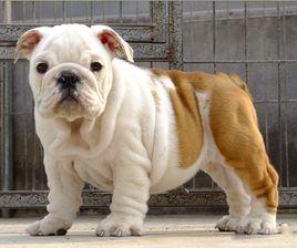 英國鬥牛犬 英國鬥牛犬