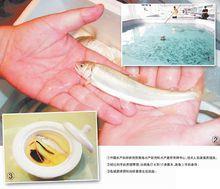 嶗山仙胎魚重返餐桌