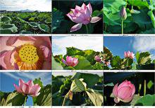 蓮花形狀大全