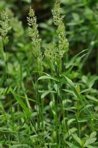 裂穎棒頭草 裂穎棒頭草