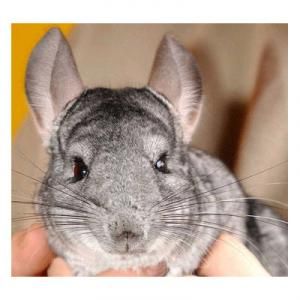 （圖）標準金吉拉兔