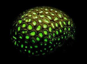 環菊珊瑚 環菊珊瑚