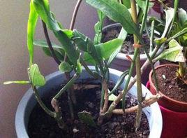 曇花怎樣繁殖 曇花怎樣繁殖