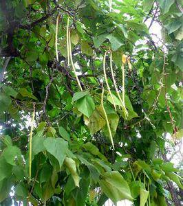 黃金樹[管狀花目紫葳科植物]