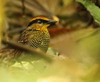 棕冠蟻鶇 棕冠蟻鶇