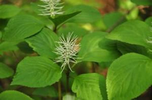 金粟蘭科 金粟蘭科