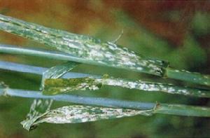 大麥白粉病危害狀