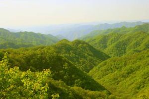 黃龍山森林公園 黃龍山森林公園