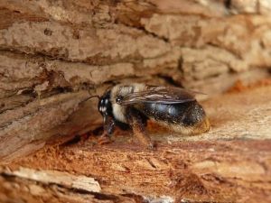 新疆原木蜂 新疆原木蜂