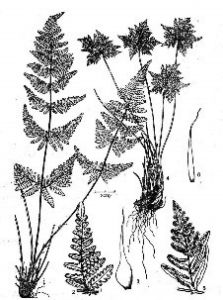 狹蓋粉背蕨 狹蓋粉背蕨