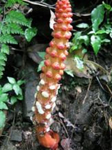 疏花蛇菰 疏花蛇菰