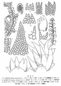 大指葉苔 大指葉苔