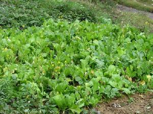 法弄自然村種植業<a name="ref_&#91;5&#93;"></a>