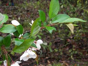 野海棠屬 野海棠屬