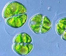 三葉鼓藻 三葉鼓藻