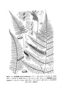 腺葉蹄蓋蕨 腺葉蹄蓋蕨