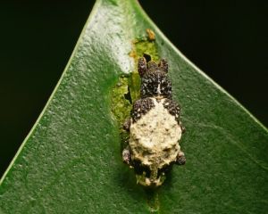 大鳥糞象鼻蟲 大鳥糞象鼻蟲